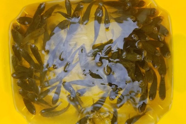 Minnows