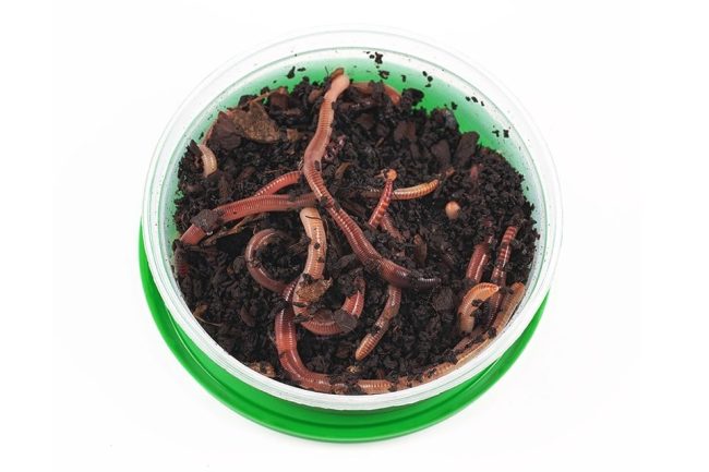 Worms